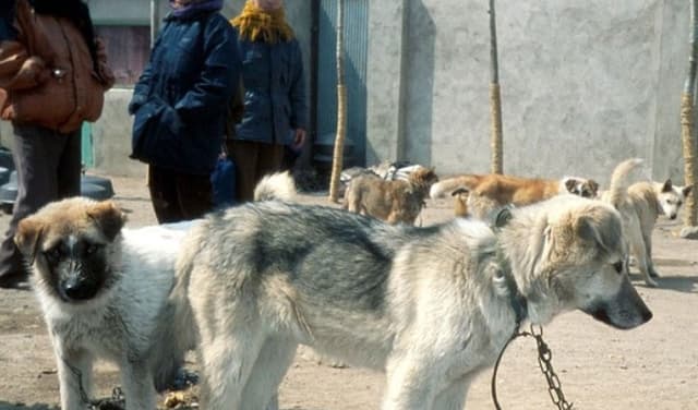 North Korea promotes dog-meat soup to combat extreme summer heat North Korea promotes dog-meat soup to combat extreme summer heat