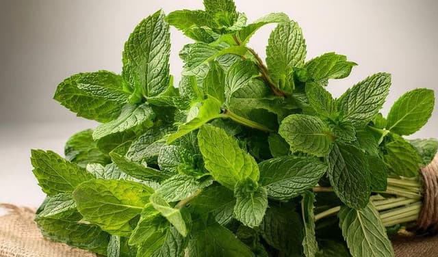 Why adding mint to your diet could benefit your health Why adding mint to your diet could benefit your health
