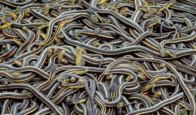 Nearly 900 snakes escape from farm after floods in China Nearly 900 snakes escape from farm after floods in China