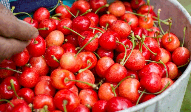 Cherries offer antioxidant, anti-inflammatory benefits Cherries offer antioxidant, anti-inflammatory benefits