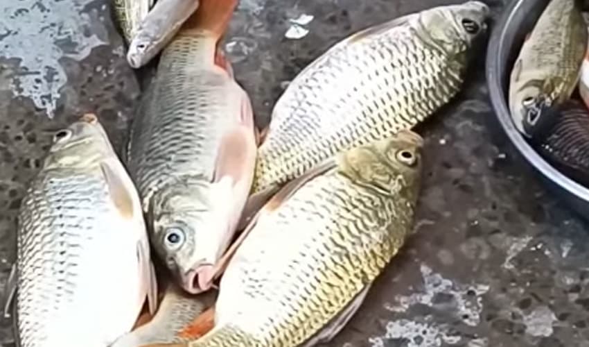 Citizens' love for Indus River fish peaks during cold season (Courtesy: File) Citizens' love for Indus River fish peaks during cold season (Courtesy: File)