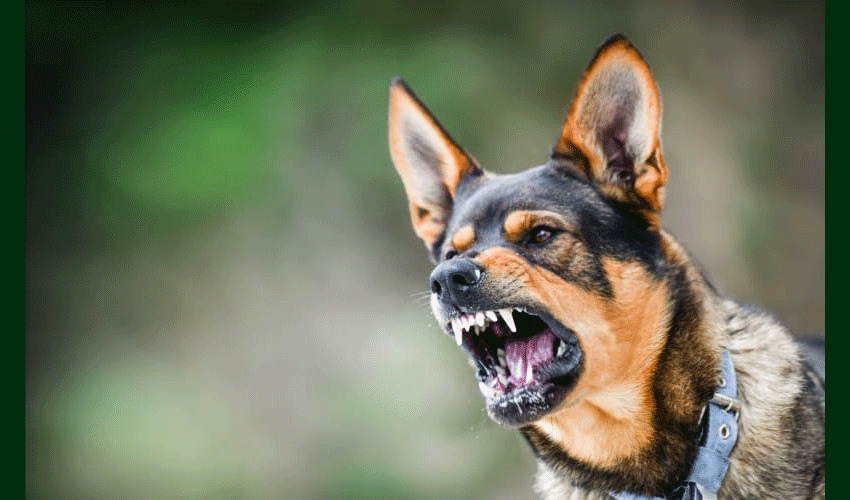 First-ever case of rabies transmission from cow to human reported (Courtesy: File) First-ever case of rabies transmission from cow to human reported (Courtesy: File)