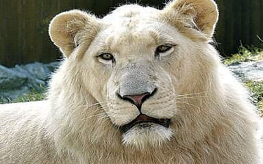 lion lion