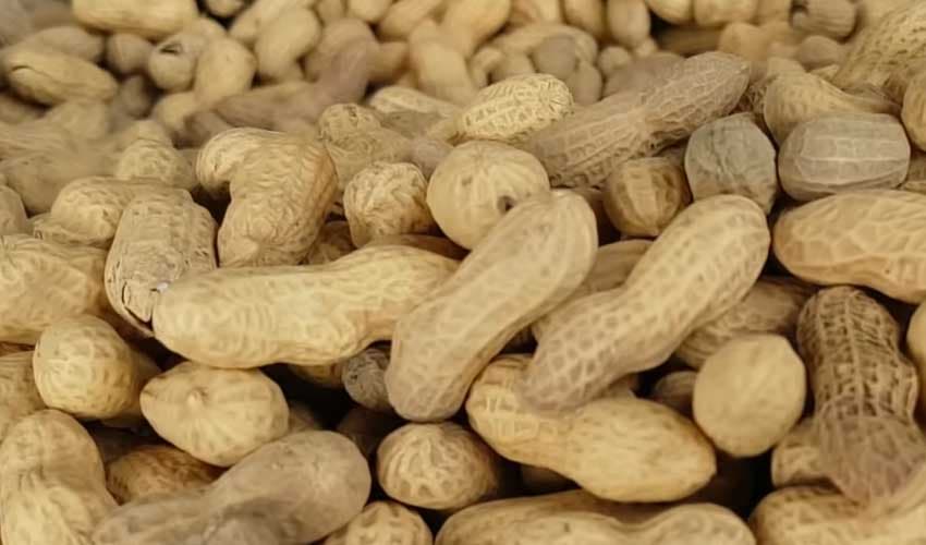 Peanuts promote heart health (Courtesy: File) Peanuts promote heart health (Courtesy: File)