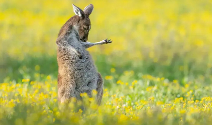 15 hilarious photos from Comedy Wildlife Photography Awards 2023