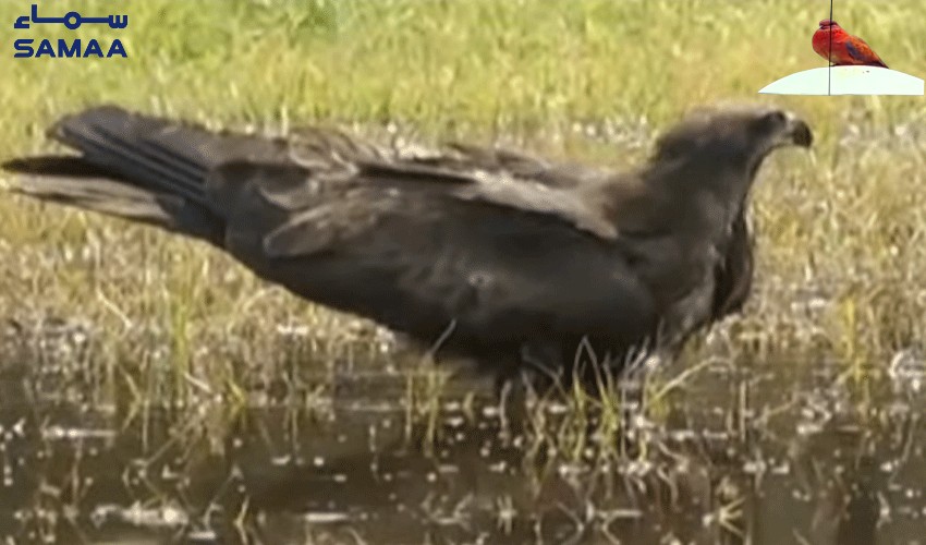 'Offer Water, Save Birds': Citizen launches unique campaign amid heatwave