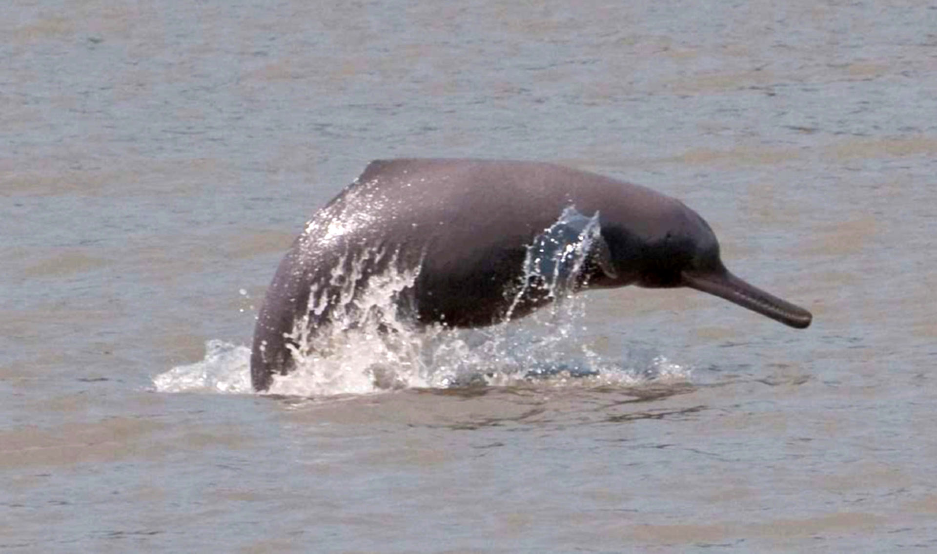 Indus River Dolphin