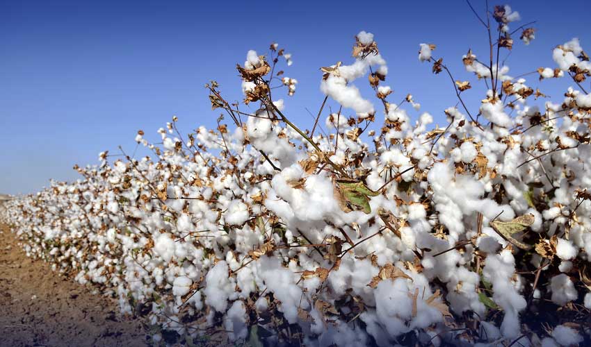 Cotton prices rise to unprecedented heights