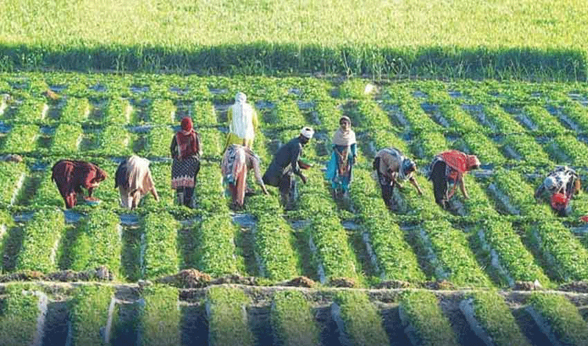 Pakistan Business Forum urges agricultural emergency in budget 2025 26