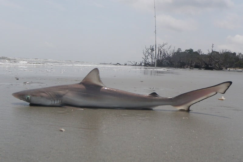 Cocaine-addicted sharks found in Brazil