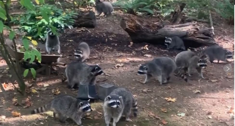 Dozens of Raccoons overrun Washington woman’s property after years of feeding